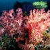 coral_soft_pc_h_0705_png1948.jpg